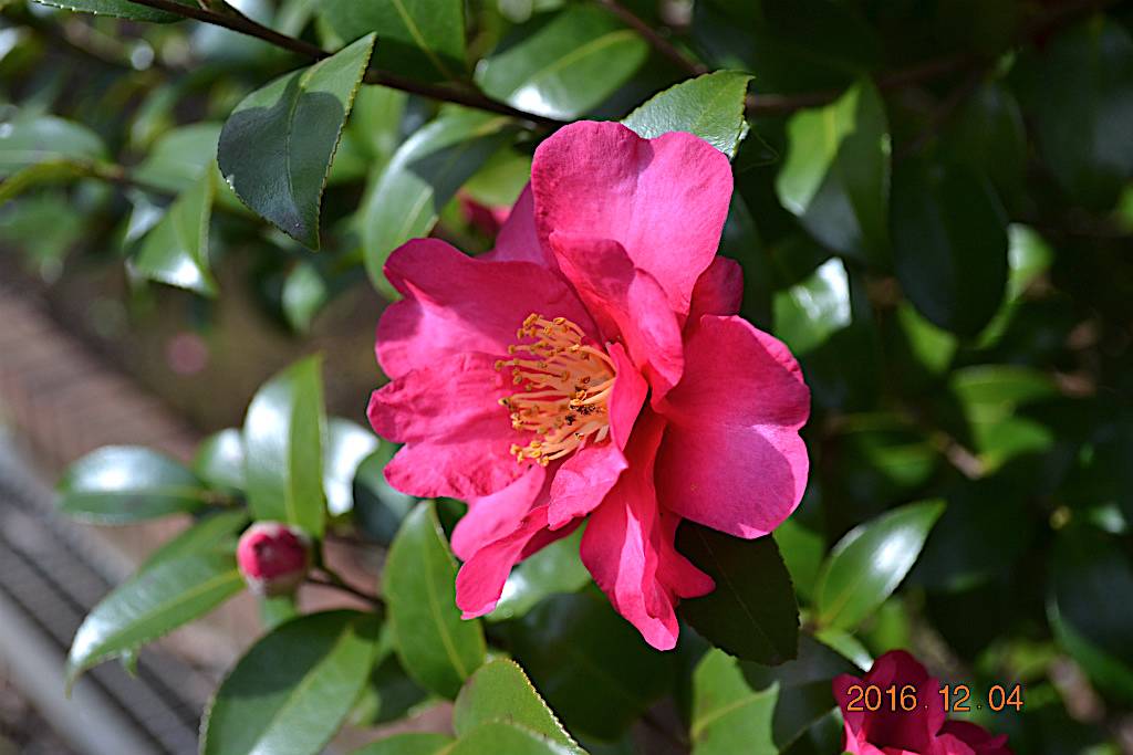 f:id:masatdm1951:20161204134300j:plain