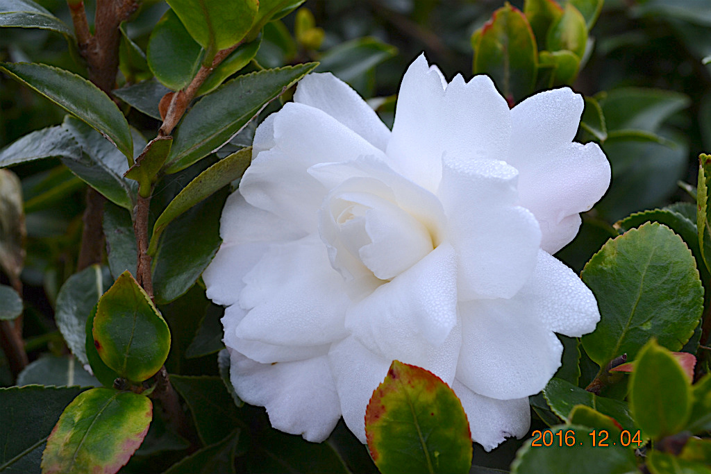 f:id:masatdm1951:20161204134307j:plain