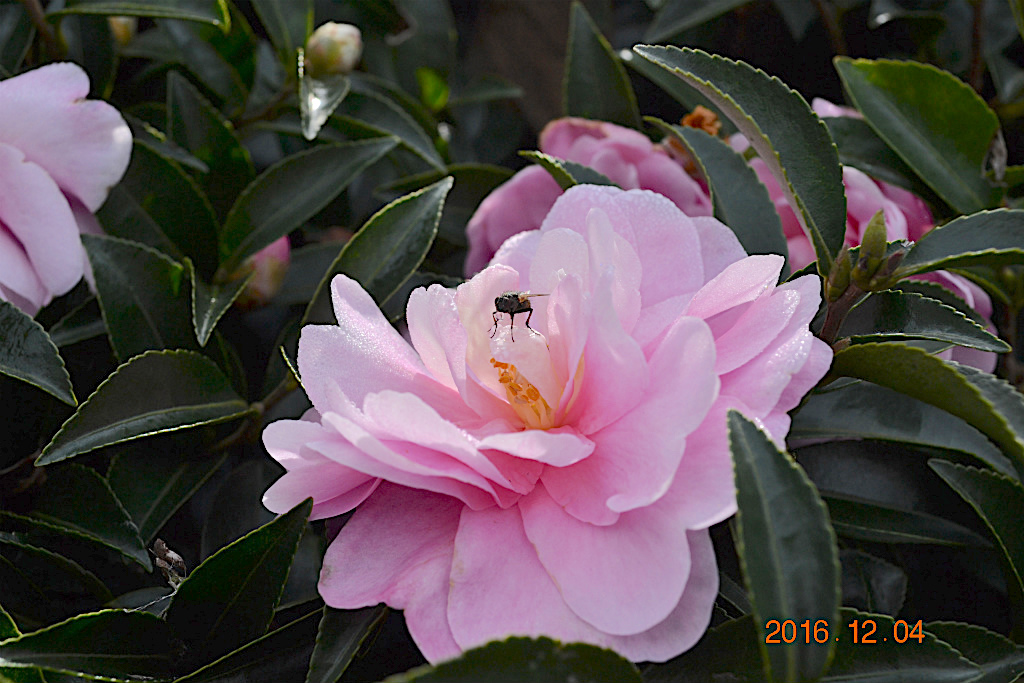 f:id:masatdm1951:20161204134312j:plain