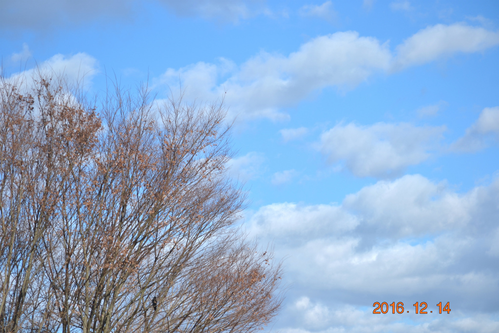 f:id:masatdm1951:20161214165044j:plain