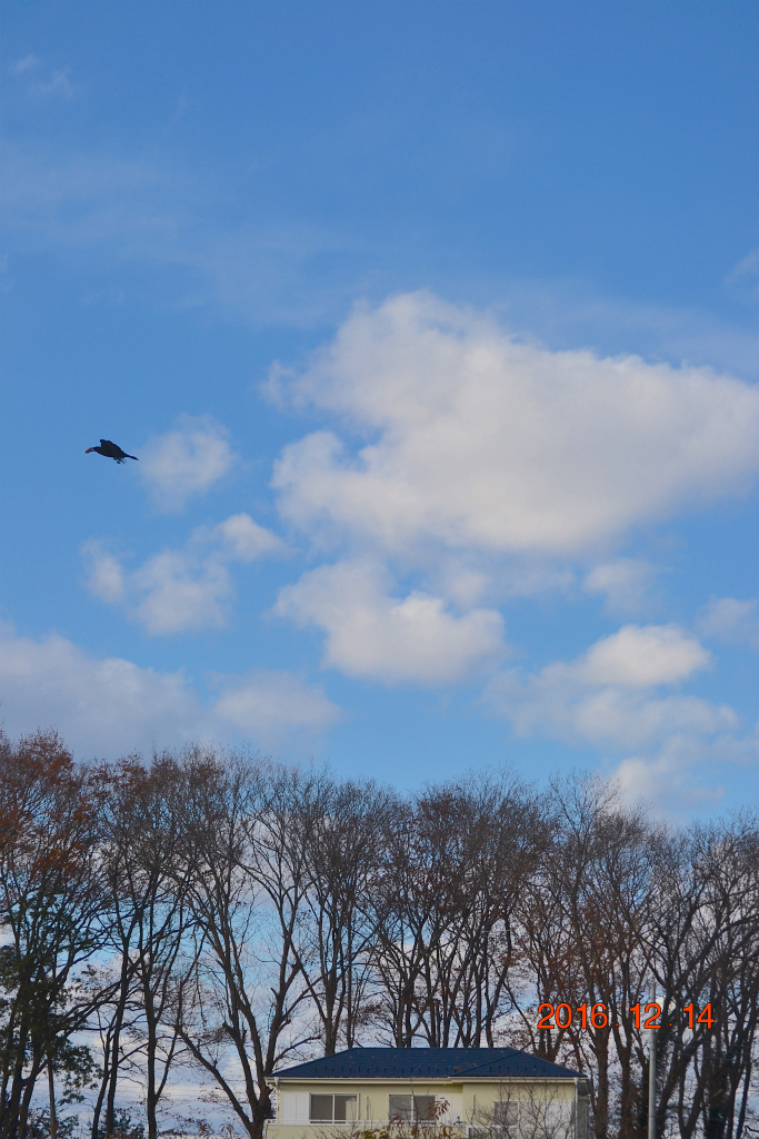 f:id:masatdm1951:20161214165047j:plain