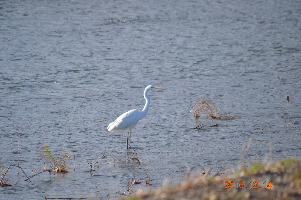 f:id:masatdm1951:20161214165145j:plain