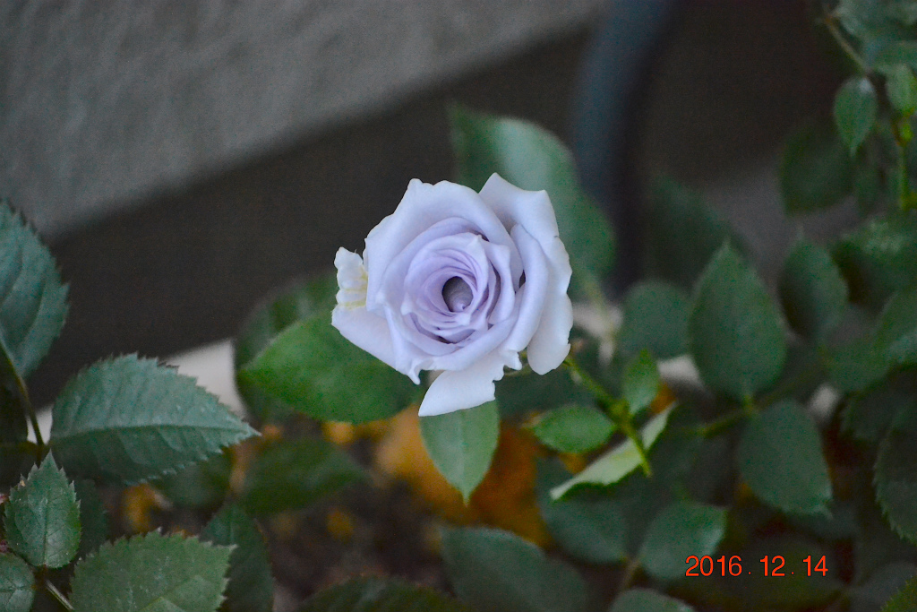 f:id:masatdm1951:20161214165227j:plain