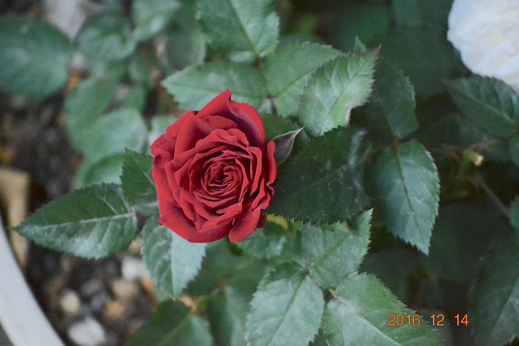 f:id:masatdm1951:20161214165241j:plain