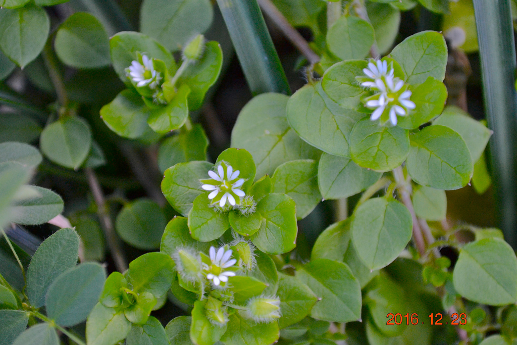 f:id:masatdm1951:20161223173553j:plain f:id:masatdm1951:20161223173553j:plain