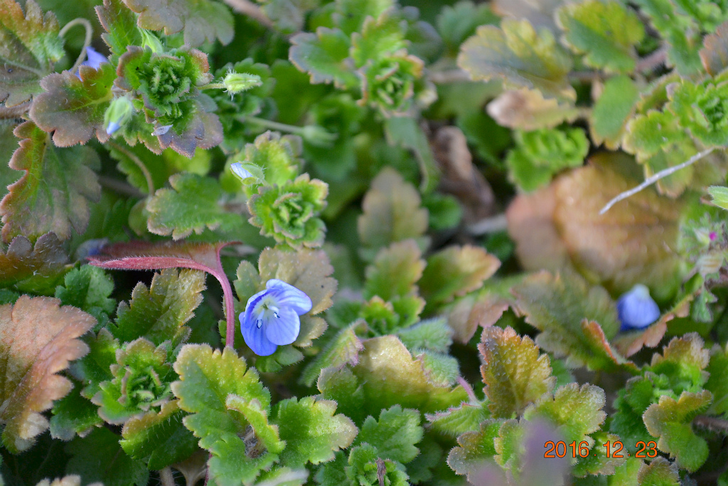 f:id:masatdm1951:20161223173616j:plain f:id:masatdm1951:20161223173616j:plain