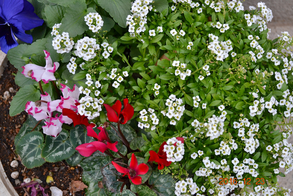 f:id:masatdm1951:20161223173717j:plain f:id:masatdm1951:20161223173717j:plain