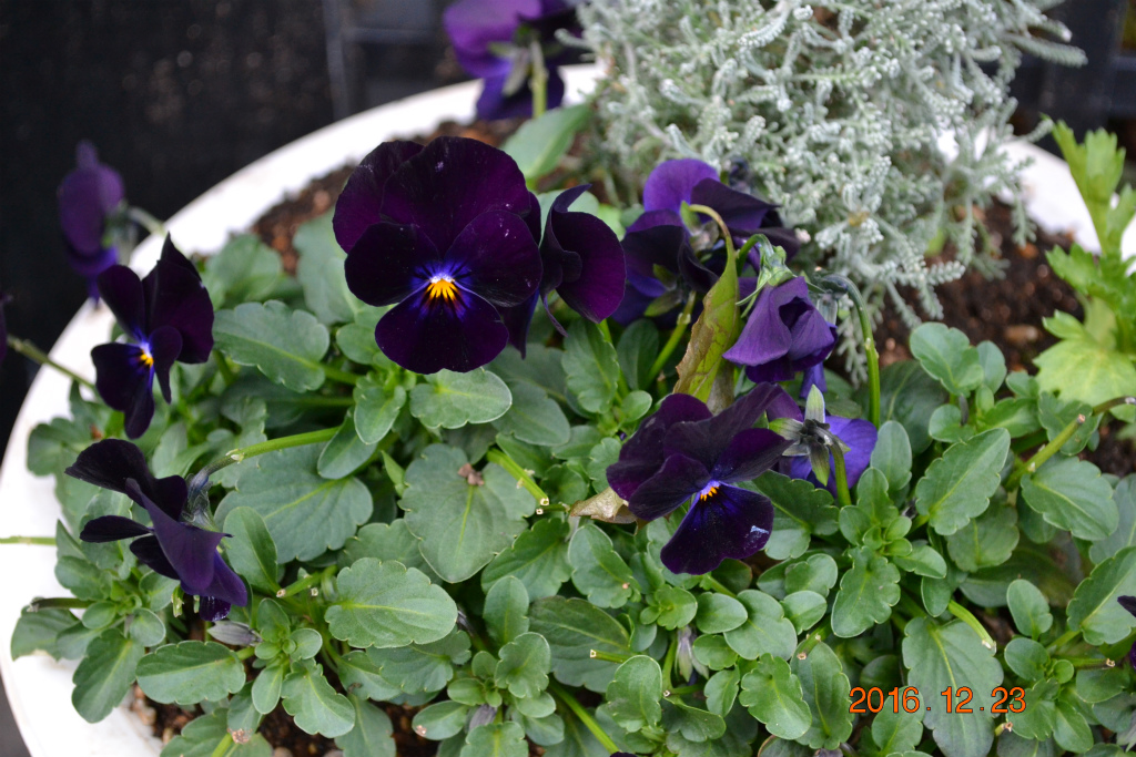 f:id:masatdm1951:20161223173739j:plain f:id:masatdm1951:20161223173739j:plain