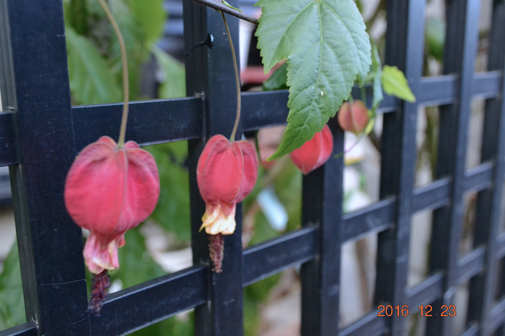 f:id:masatdm1951:20161223173744j:plain f:id:masatdm1951:20161223173744j:plain