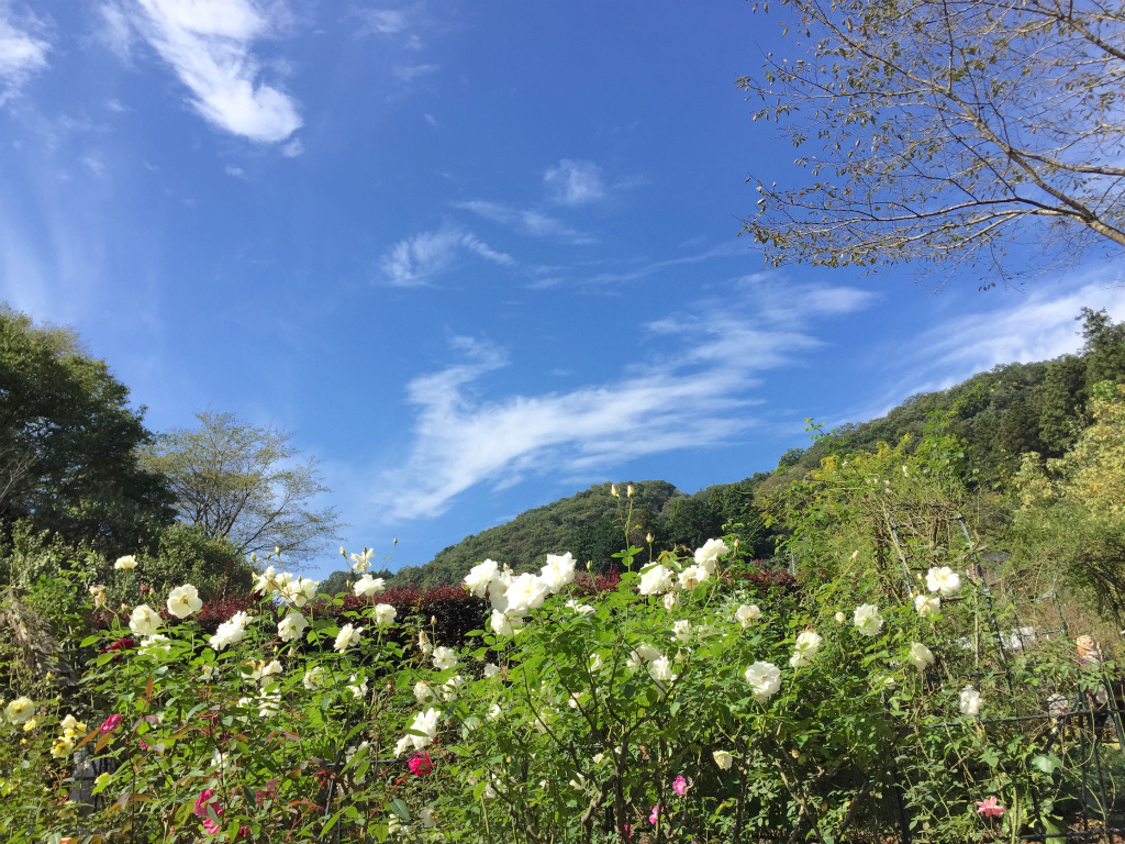 f:id:masatdm1951:20161230220809j:plain