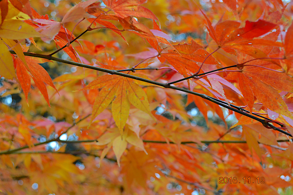 f:id:masatdm1951:20161230221002j:plain