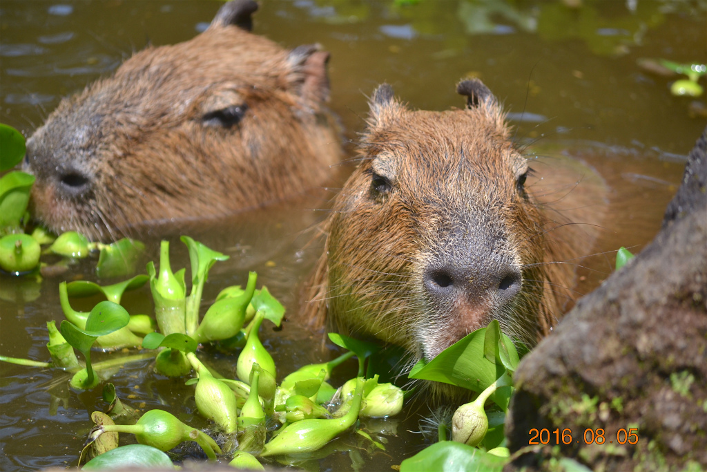 f:id:masatdm1951:20161230222559j:plain