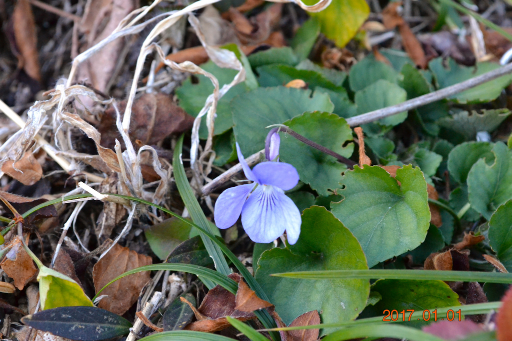 f:id:masatdm1951:20170102185556j:plain f:id:masatdm1951:20170102185556j:plain