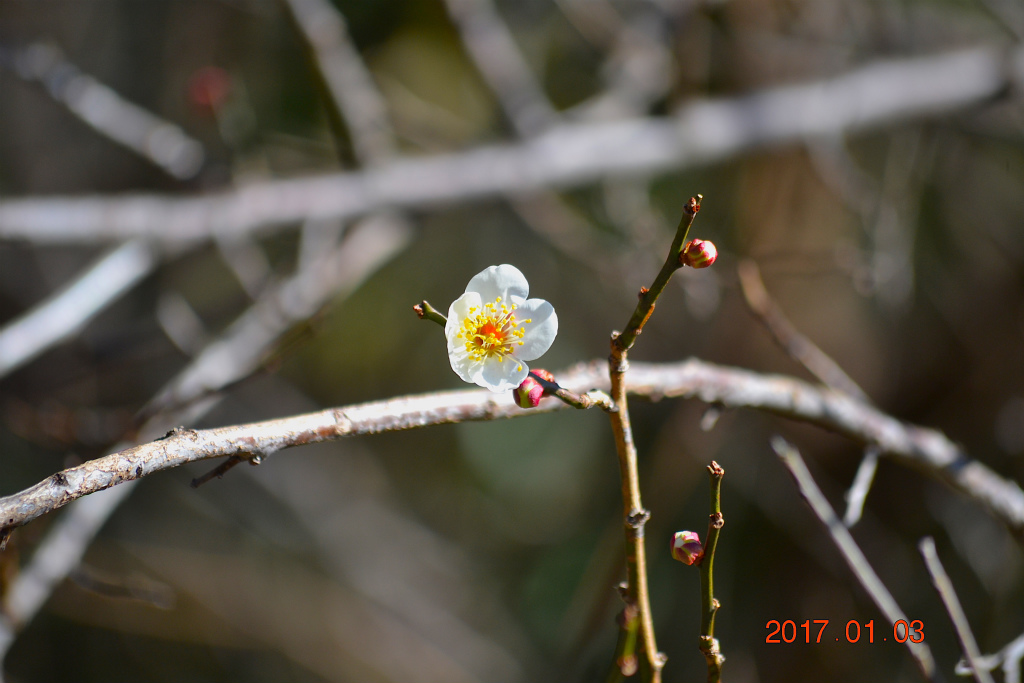 f:id:masatdm1951:20170104192345j:plain