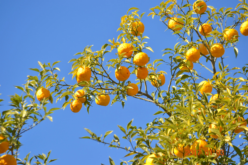 f:id:masatdm1951:20170104192657j:plain