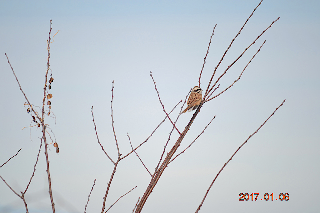 f:id:masatdm1951:20170106181001j:plain