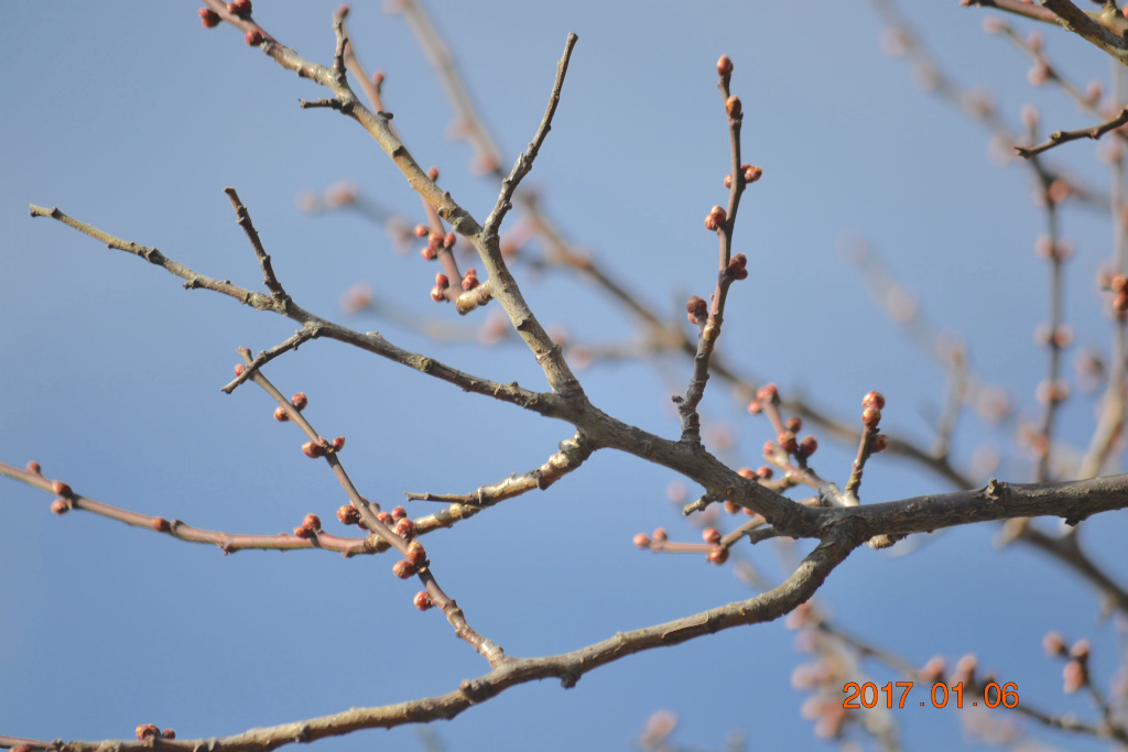 f:id:masatdm1951:20170106181148j:plain