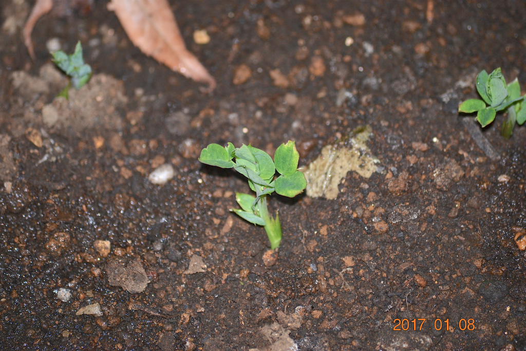 f:id:masatdm1951:20170108162806j:plain