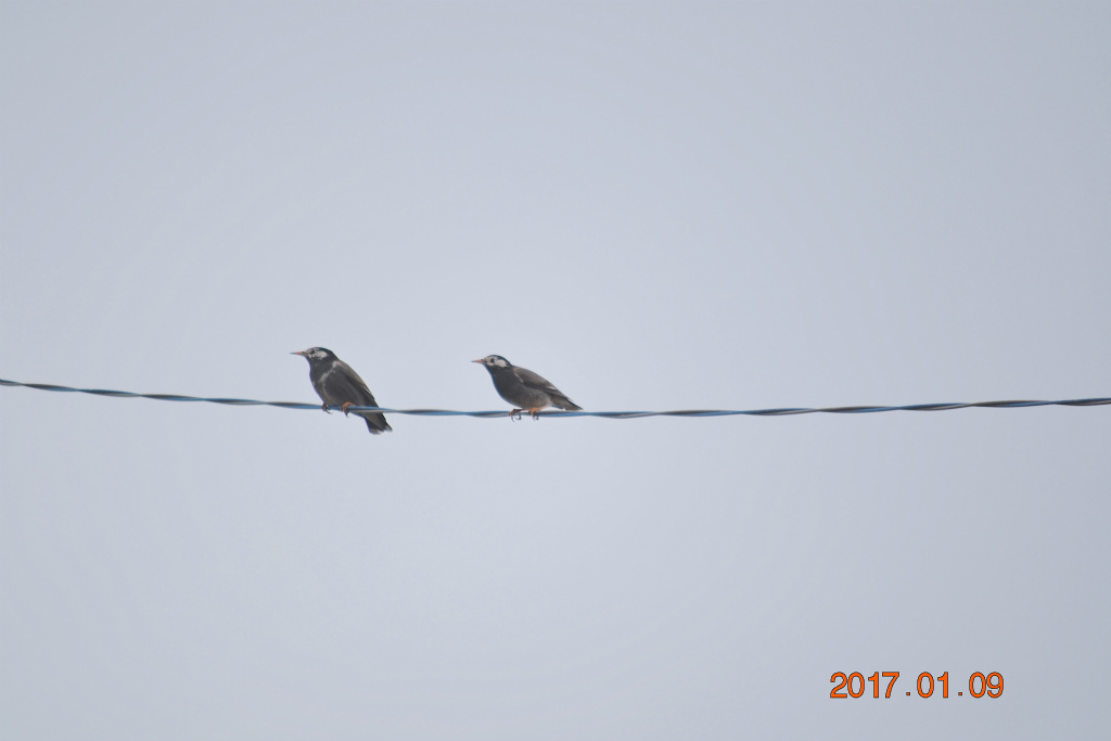 f:id:masatdm1951:20170109172023j:plain f:id:masatdm1951:20170109172023j:plain