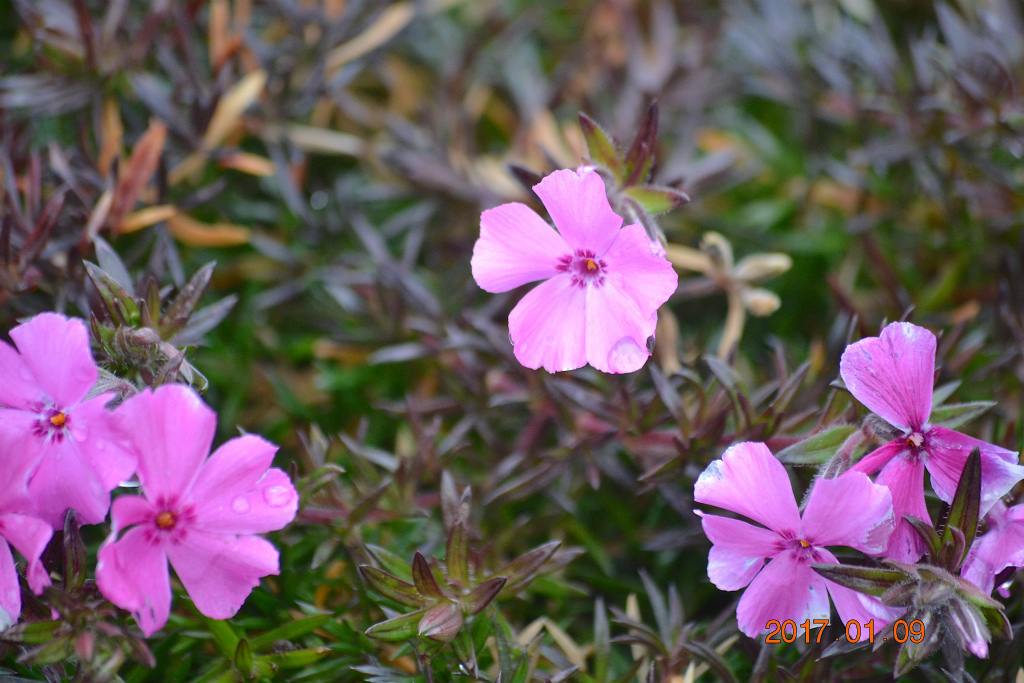 f:id:masatdm1951:20170109172035j:plain f:id:masatdm1951:20170109172035j:plain