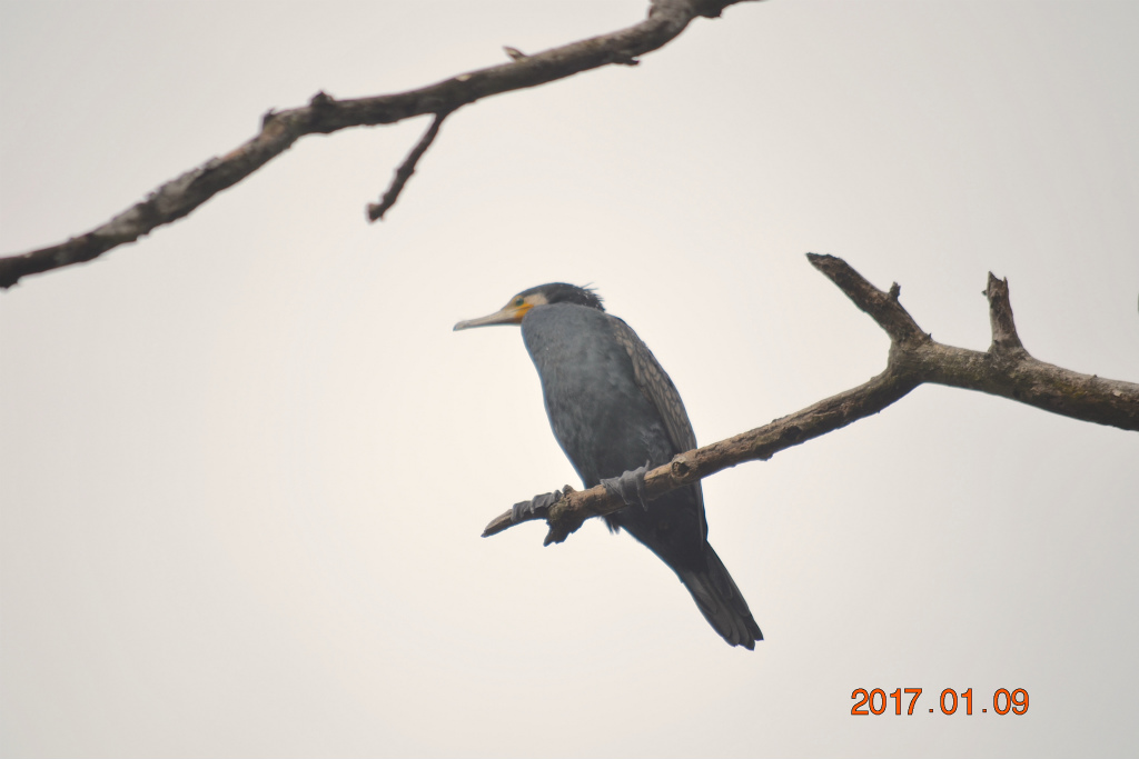 f:id:masatdm1951:20170109172051j:plain f:id:masatdm1951:20170109172051j:plain