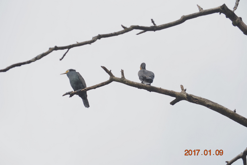 f:id:masatdm1951:20170109172125j:plain f:id:masatdm1951:20170109172125j:plain