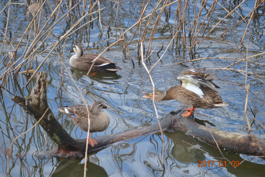 f:id:masatdm1951:20170109172147j:plain f:id:masatdm1951:20170109172147j:plain