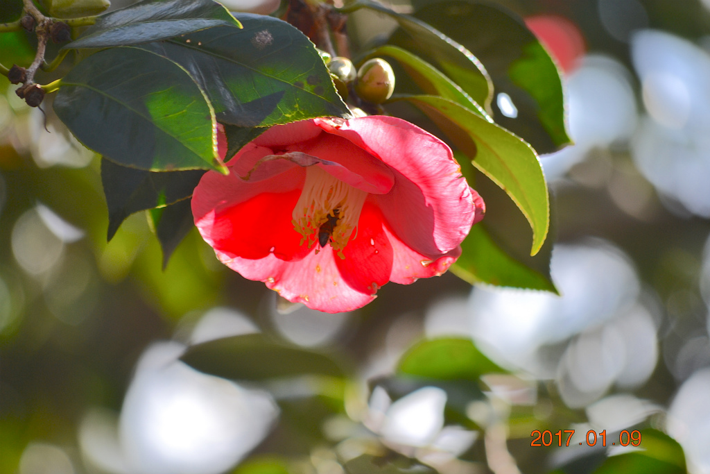 f:id:masatdm1951:20170109172237j:plain f:id:masatdm1951:20170109172237j:plain