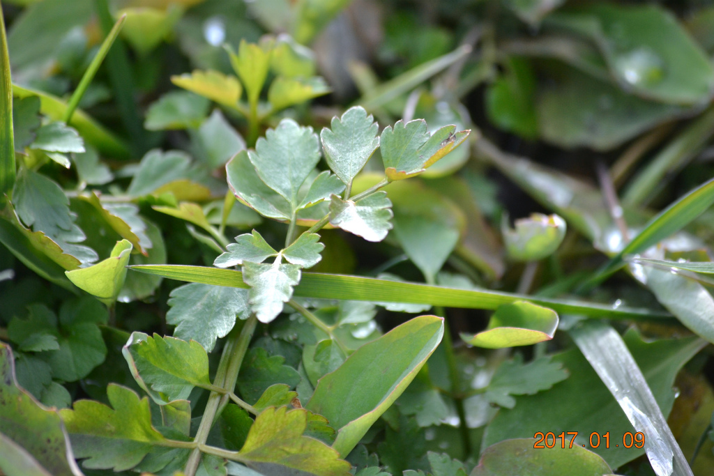 f:id:masatdm1951:20170109172309j:plain f:id:masatdm1951:20170109172309j:plain