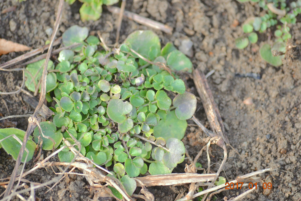 f:id:masatdm1951:20170109172325j:plain f:id:masatdm1951:20170109172325j:plain