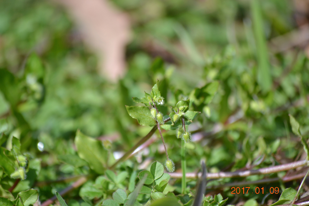 f:id:masatdm1951:20170109172349j:plain f:id:masatdm1951:20170109172349j:plain