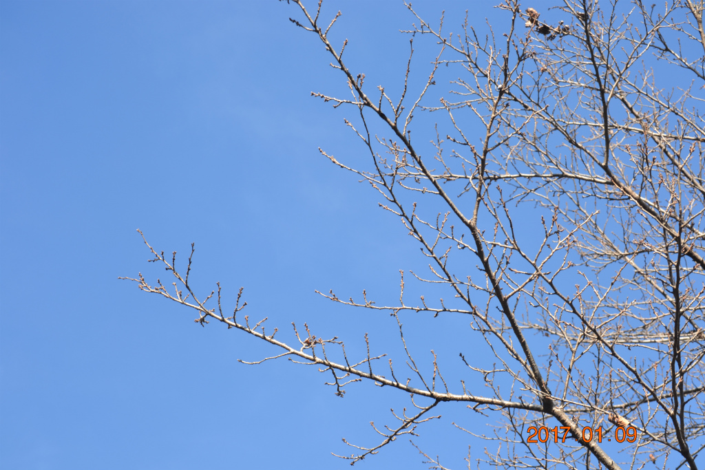 f:id:masatdm1951:20170109172426j:plain f:id:masatdm1951:20170109172426j:plain