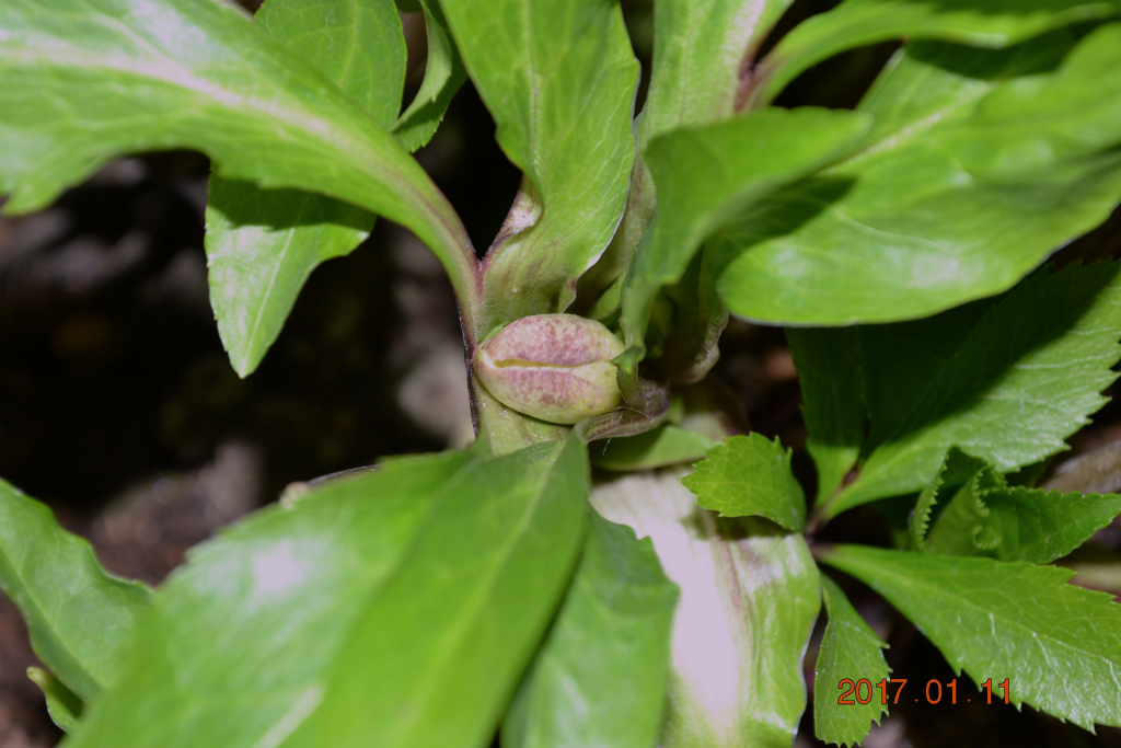 f:id:masatdm1951:20170111173908j:plain f:id:masatdm1951:20170111173908j:plain