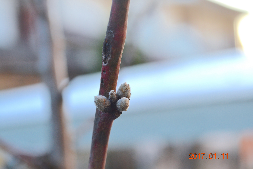 f:id:masatdm1951:20170111173919j:plain f:id:masatdm1951:20170111173919j:plain