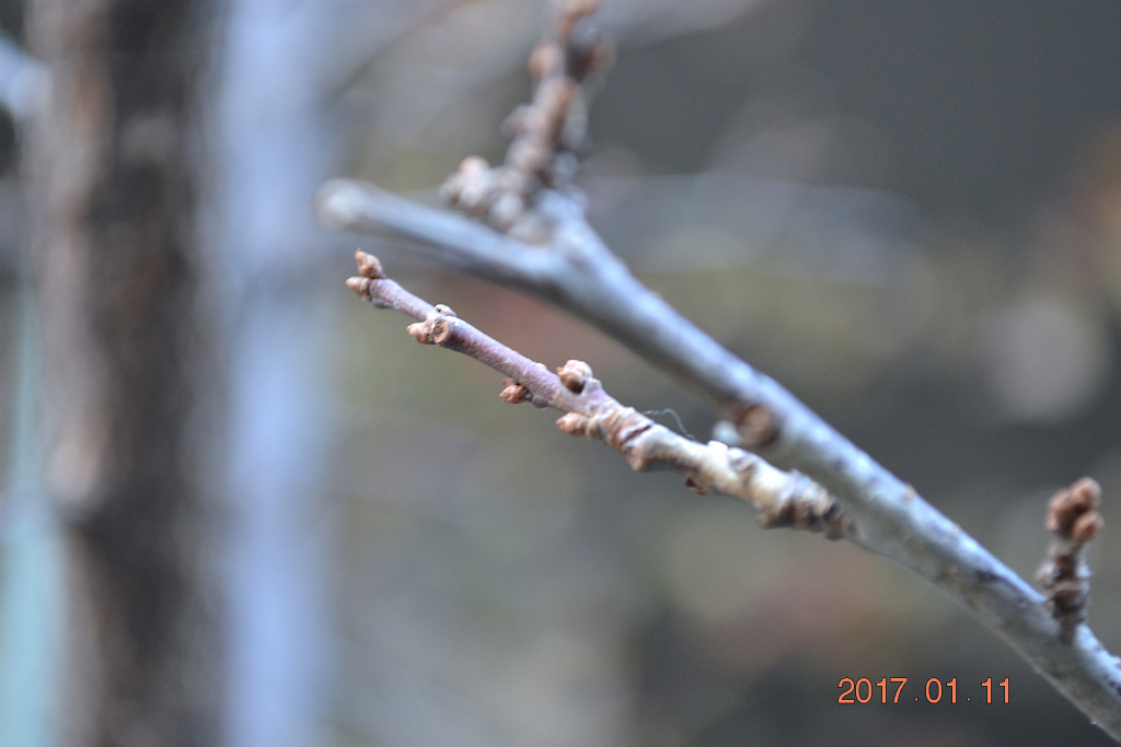 f:id:masatdm1951:20170111173924j:plain f:id:masatdm1951:20170111173924j:plain