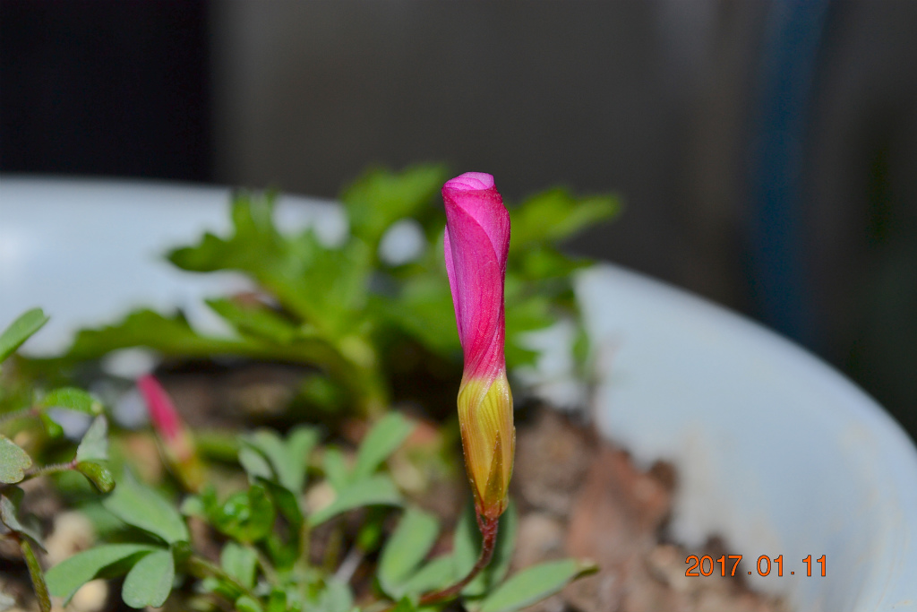 f:id:masatdm1951:20170111173937j:plain f:id:masatdm1951:20170111173937j:plain