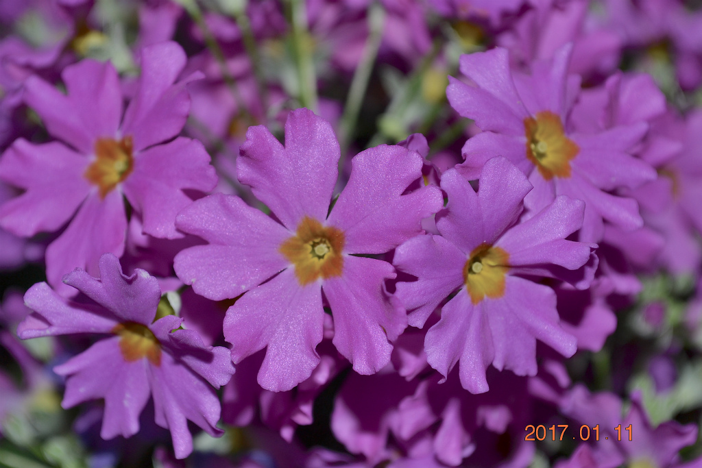 f:id:masatdm1951:20170111173942j:plain f:id:masatdm1951:20170111173942j:plain