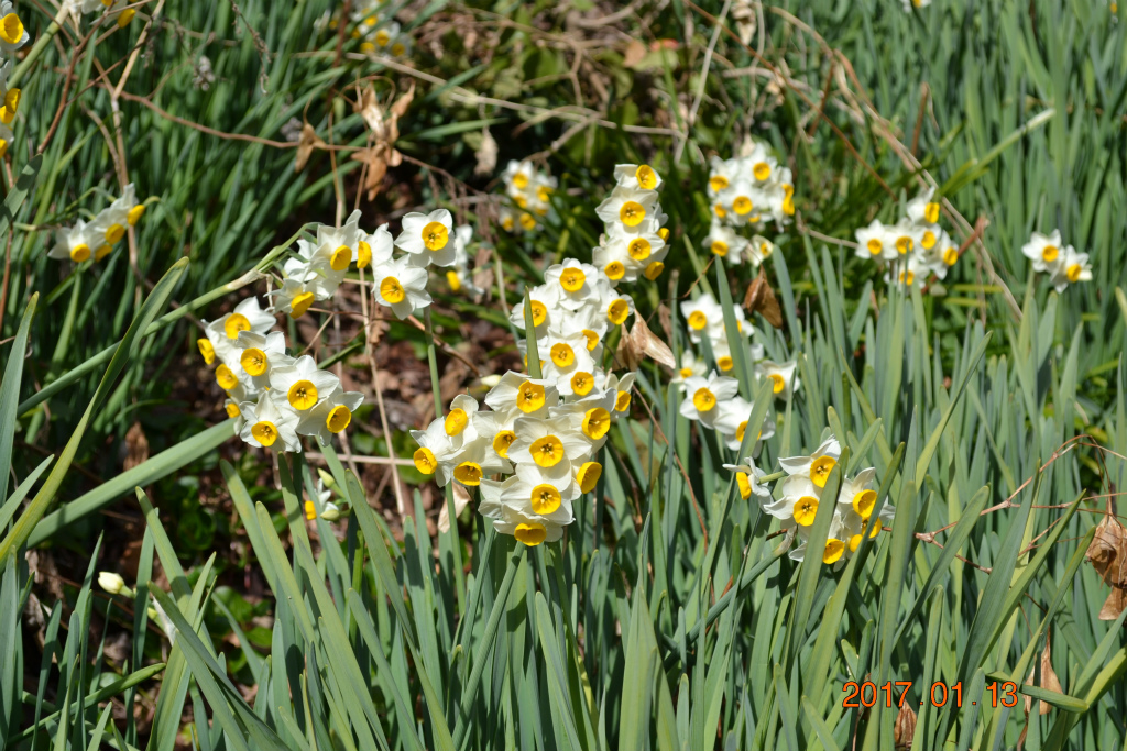 f:id:masatdm1951:20170113230755j:plain