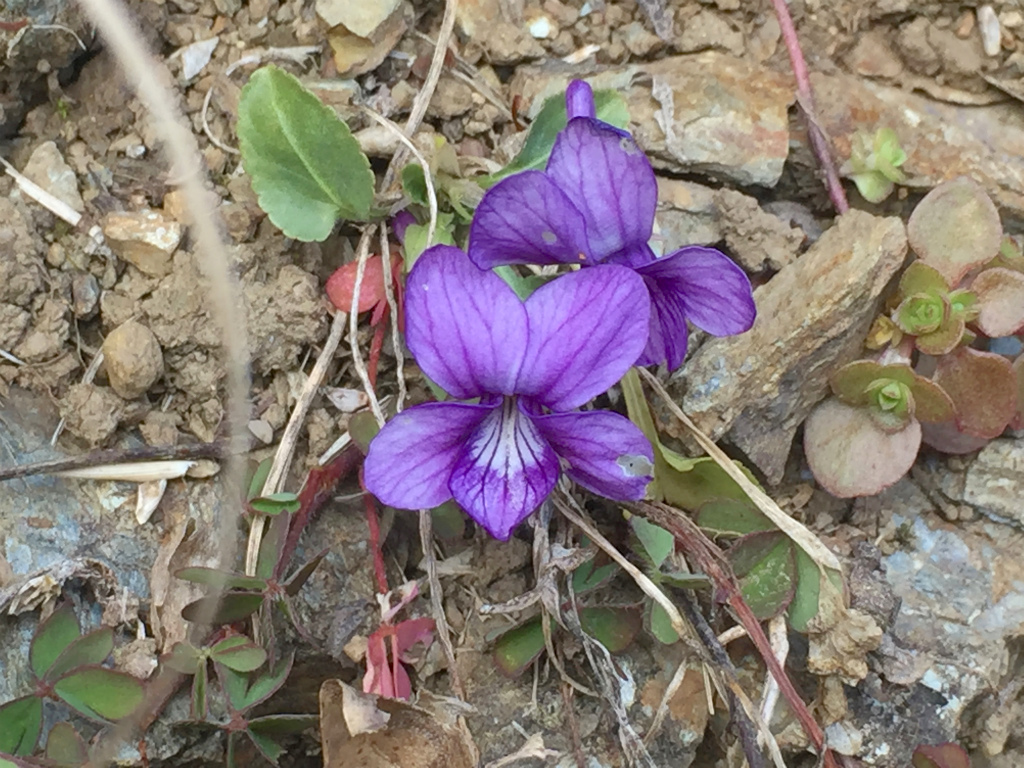 f:id:masatdm1951:20170113230839j:plain