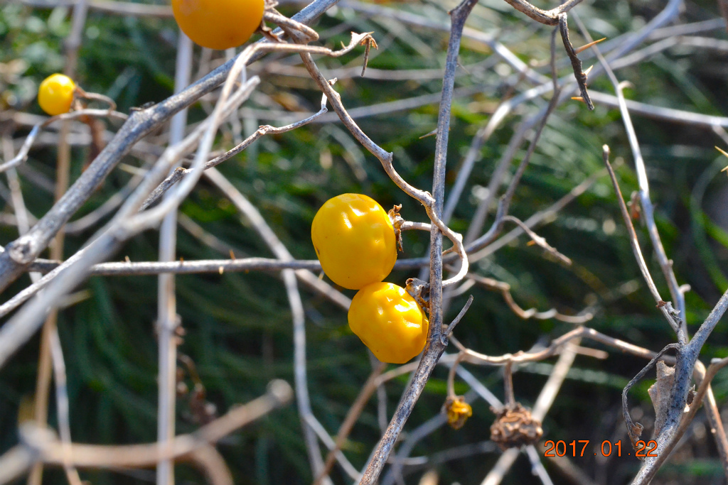 f:id:masatdm1951:20170122130931j:plain f:id:masatdm1951:20170122130931j:plain