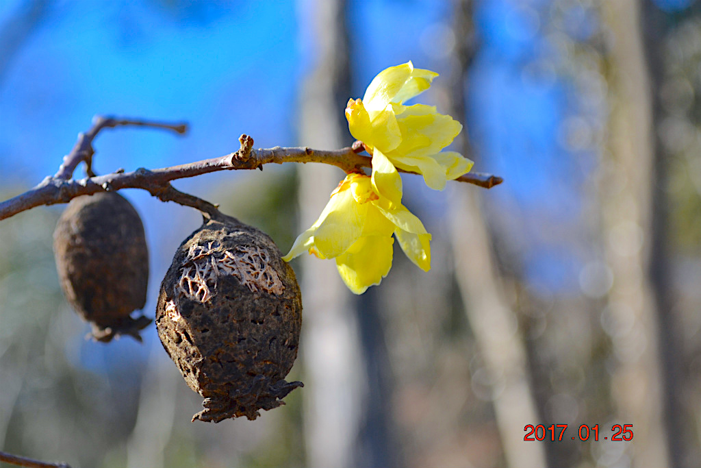 f:id:masatdm1951:20170125173715j:plain f:id:masatdm1951:20170125173715j:plain