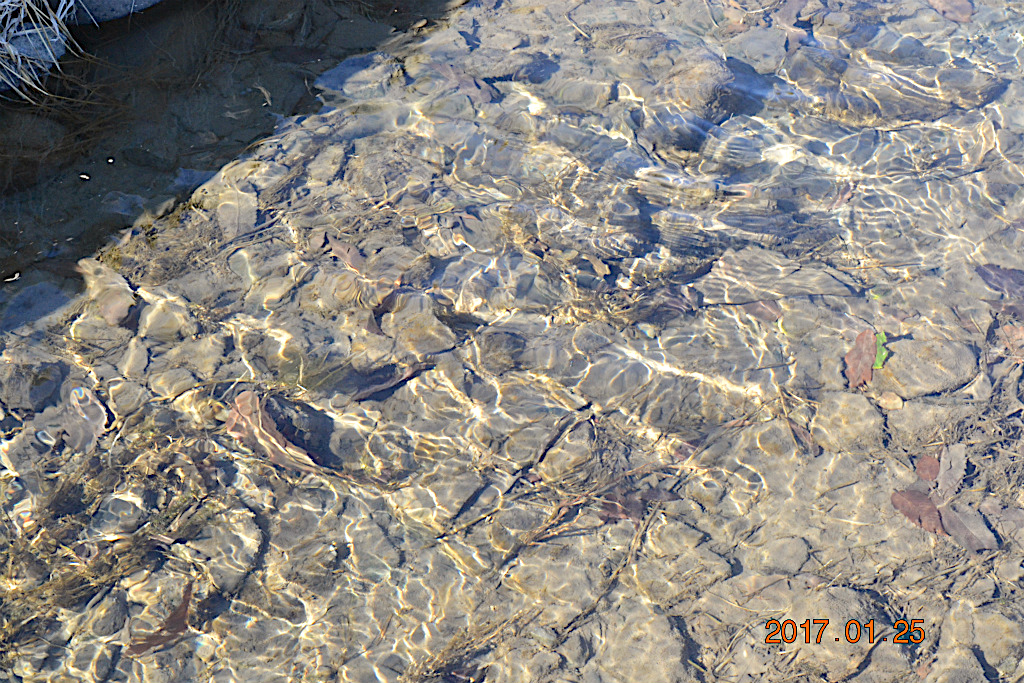 f:id:masatdm1951:20170125173818j:plain f:id:masatdm1951:20170125173818j:plain