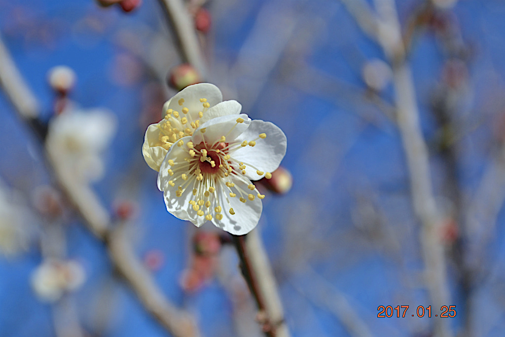 f:id:masatdm1951:20170125173904j:plain f:id:masatdm1951:20170125173904j:plain