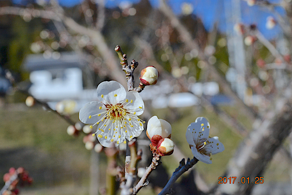 f:id:masatdm1951:20170125173946j:plain f:id:masatdm1951:20170125173946j:plain