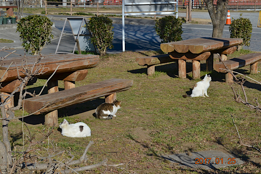 f:id:masatdm1951:20170125174013j:plain f:id:masatdm1951:20170125174013j:plain