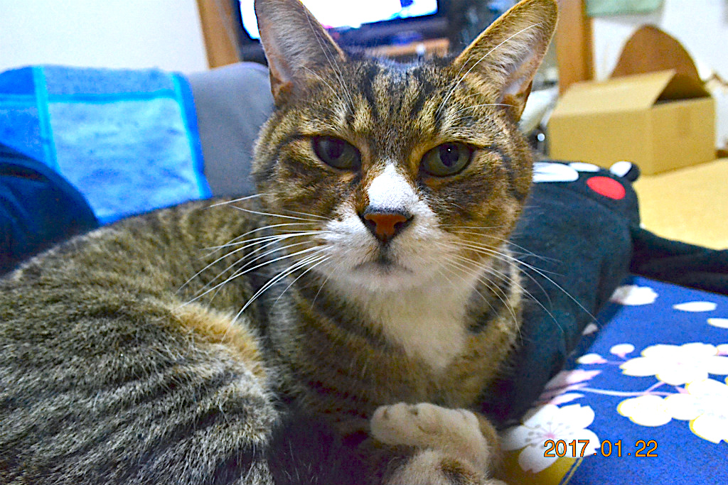 f:id:masatdm1951:20170125181858j:plain f:id:masatdm1951:20170125181858j:plain