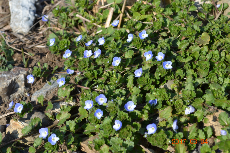 f:id:masatdm1951:20170304183003j:plain