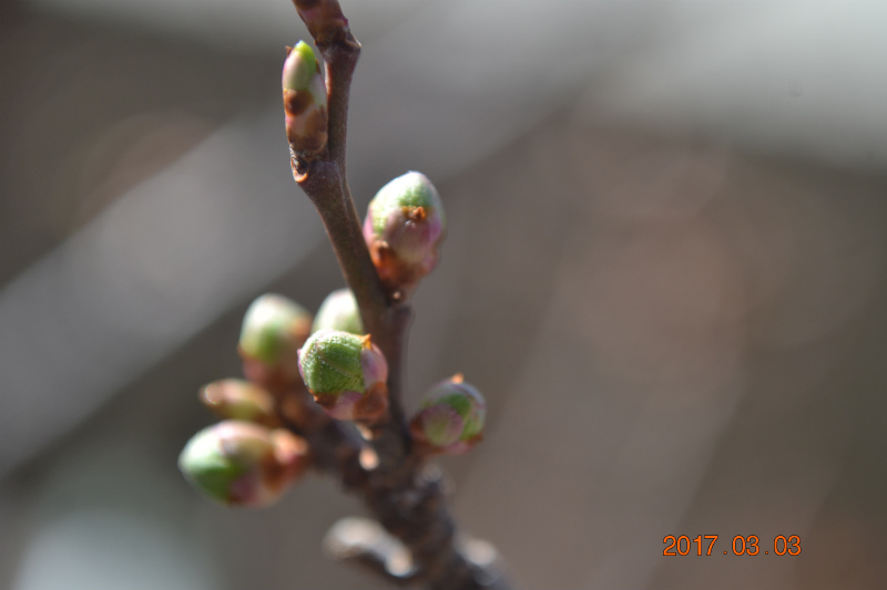 f:id:masatdm1951:20170304183127j:plain