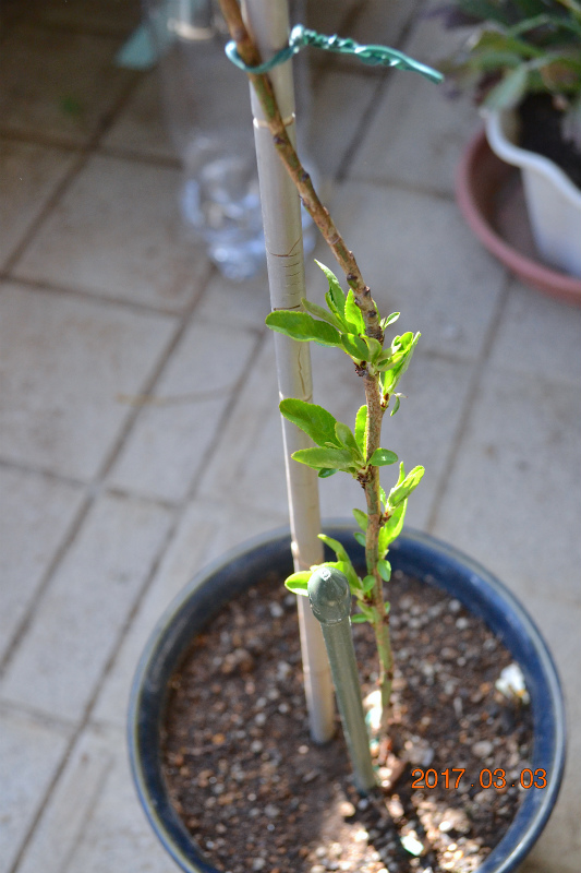 f:id:masatdm1951:20170304183133j:plain