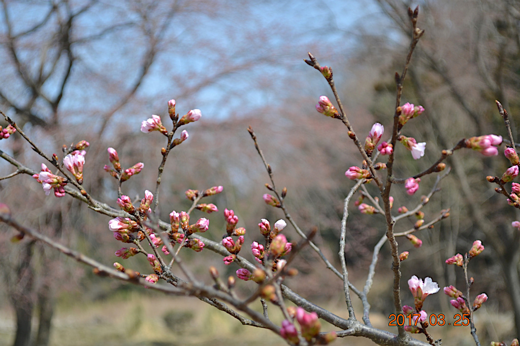 f:id:masatdm1951:20170325205532j:plain